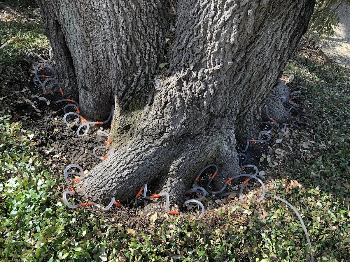 Detailed Tree Cabling and Bracing job site in Westport